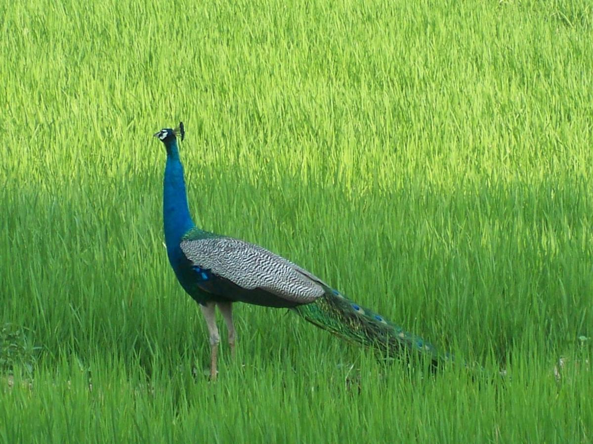 The Green View Yala Tissamaharama Dış mekan fotoğraf